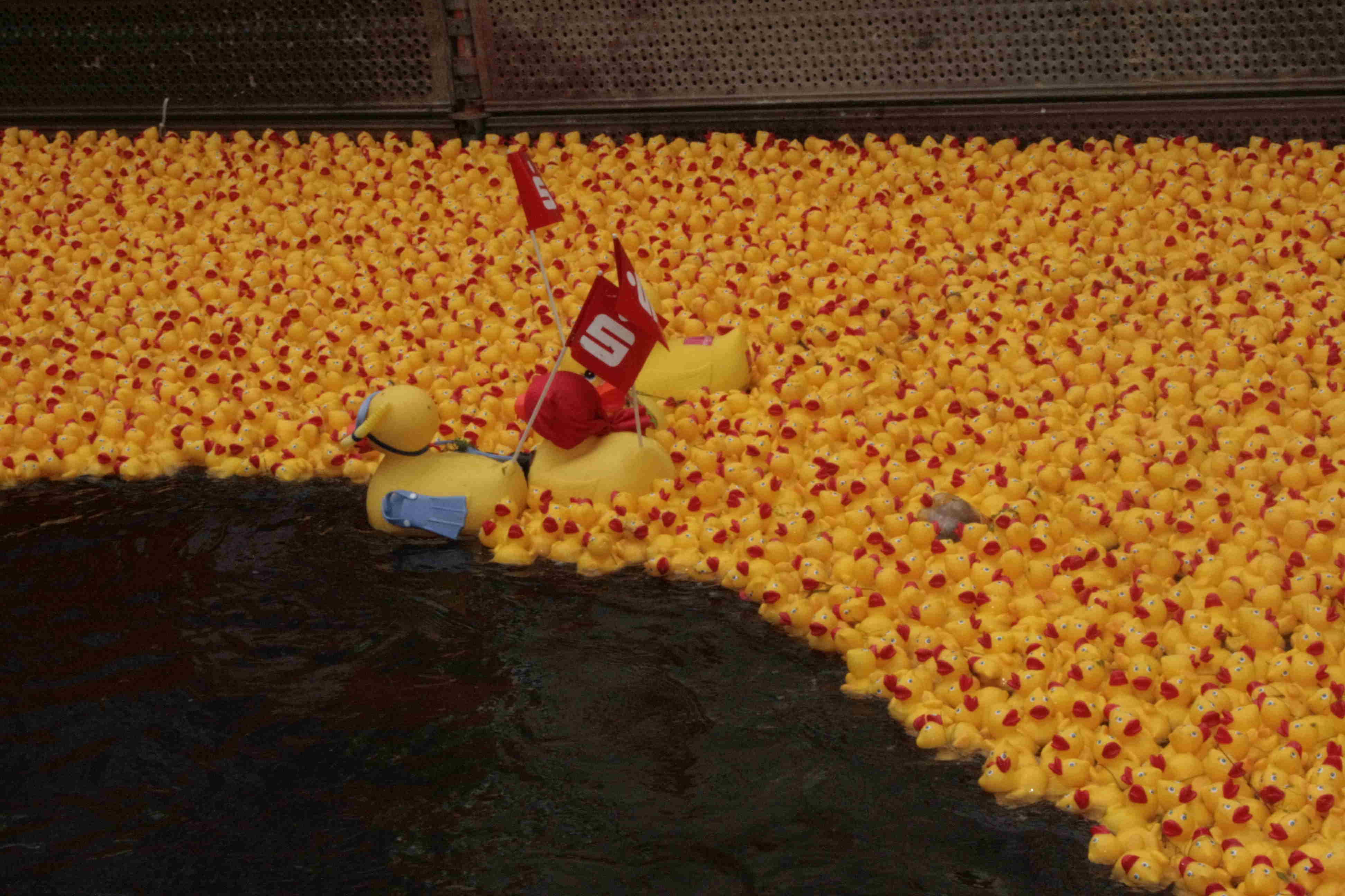 Entenrennen 2008 - Das Rennen 20.Juli 2008